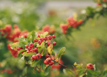 Close-up of red berries growing on plant