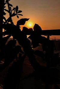 Silhouette plants against sky during sunset