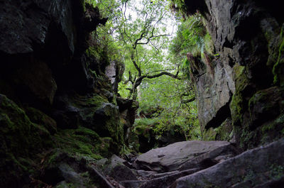 Rock formation in forest