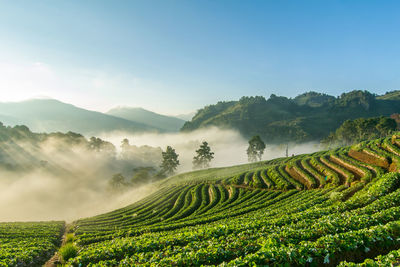 Scenic view of agricultural field against sky