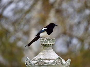 Bird perching on a sculpture