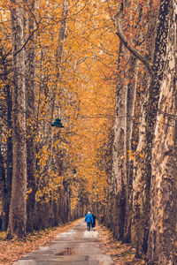 Rear view of people walking on road in forest