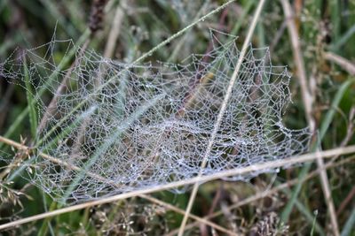 Close-up of spider on web