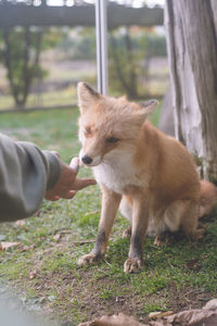 Cute northern fox - fox park in kitami city, hokkaido