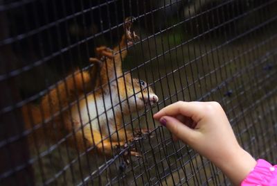 Squirrel and child 