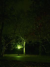 Trees on field at night