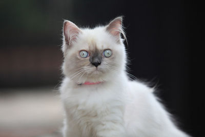 Close-up portrait of white cat