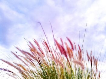 Low angle view of pink flower against sky