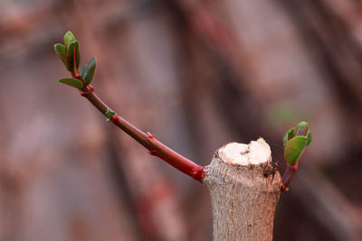 Close-up of plant