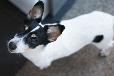 High angle view of dog