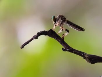Close-up of a bird perching on branch