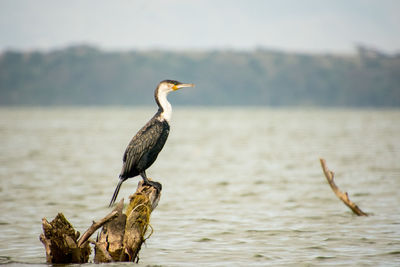 Bird perching on driftwood against sea