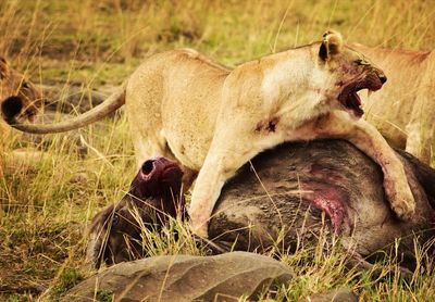 Cat relaxing in grass