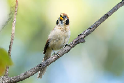 Close-up of bird perching on tree