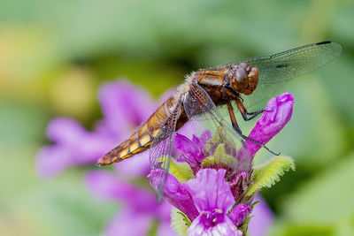 Close-up of insect on purple flower