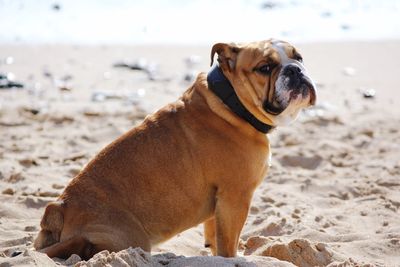 Close-up of dog on sand at beach