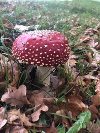 Close-up of mushroom growing on field