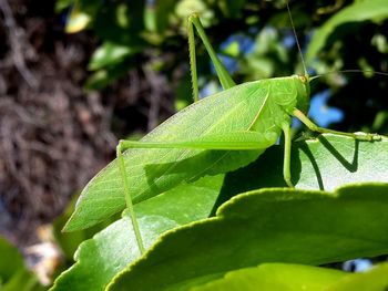 Close-up of insect on plant