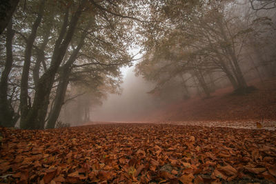 Trees on field during autumn