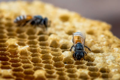 Close-up of bee on rock