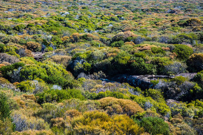 Scenic view of forest