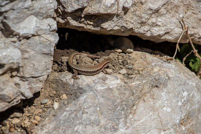 Close-up of lizard on rock