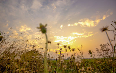 Close-up of yellow flowers growing in field against sky