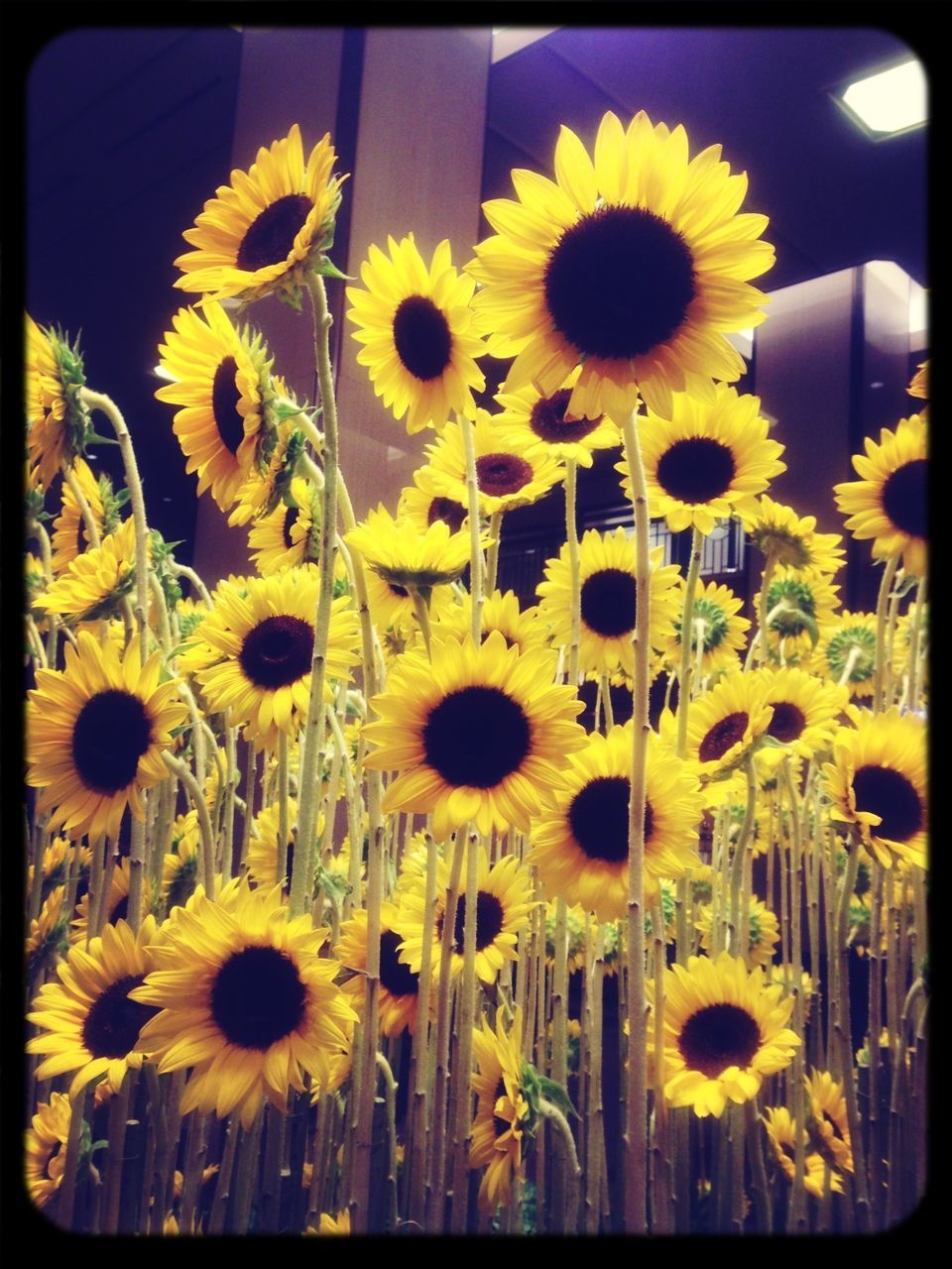 flower, yellow, freshness, sunflower, transfer print, fragility, flower head, growth, petal, beauty in nature, auto post production filter, plant, nature, close-up, blooming, pollen, in bloom, focus on foreground, field, stem