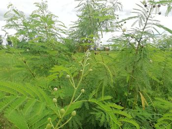 Close-up of plants growing on land