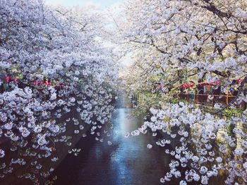 Close-up of tree against sky