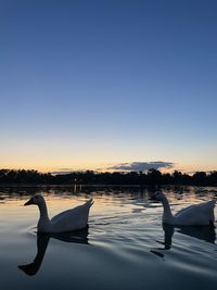 Swan floating on lake against clear sky during sunset