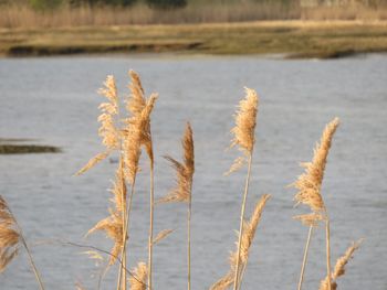 Close-up of plants growing on beach