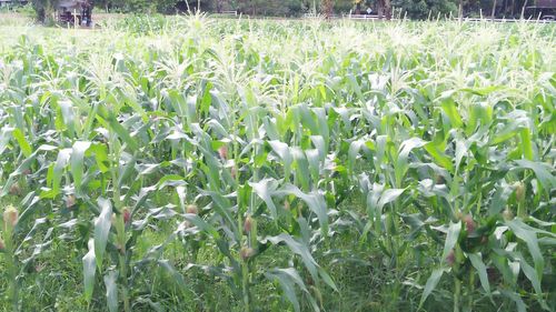 Close-up of crops growing on field