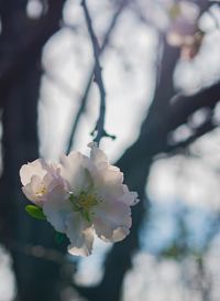 Close-up of white cherry blossom tree