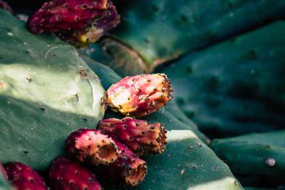 Close-up of prickly pear cactus