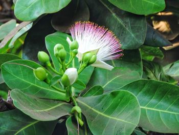 Close-up of purple flowering plant