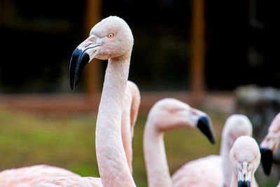 Close-up of swan