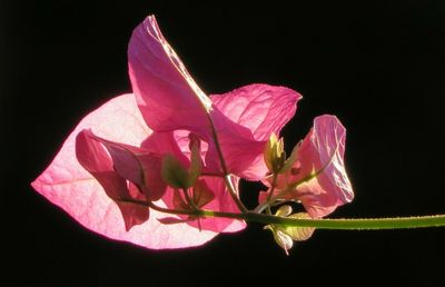 Close-up of flower over black background