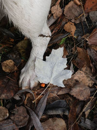 High angle view of dry leaves on field