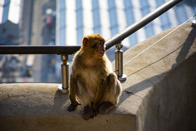 Monkey sitting on railing