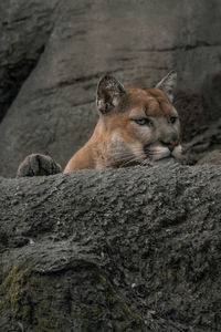 animal