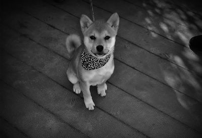 High angle view of akita sitting on wooden floor