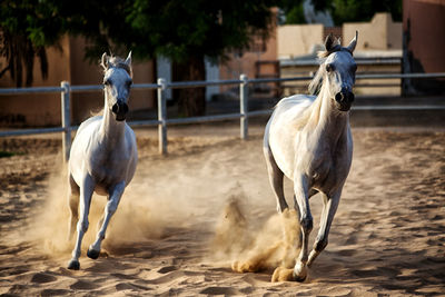 Horse standing outdoors