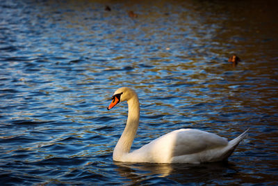 Swan swimming in lake