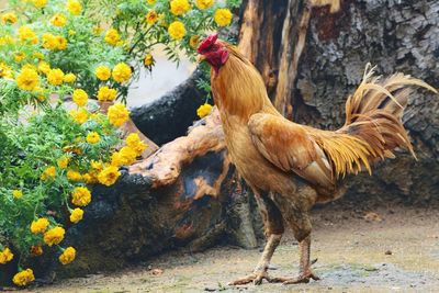 View of birds on land