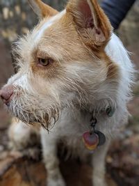 Close-up of dog looking away