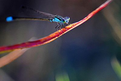 Close-up of damselfly on leaf