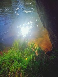 Close-up of plants growing in lake during sunset