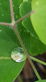 Close-up of green leaf on plant