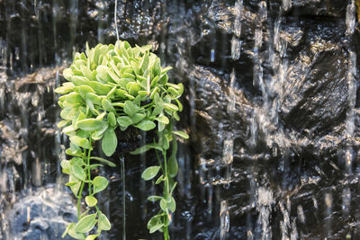 Close-up of plants against trees